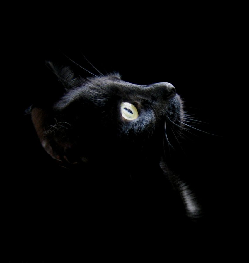 №137309 - киса, черный кот, котик - оригинал