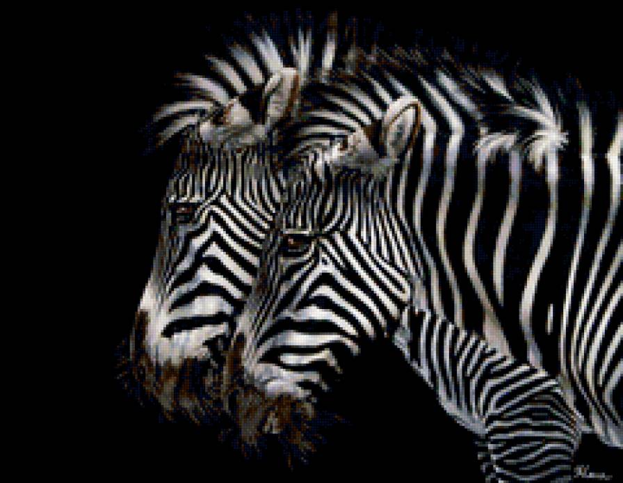 Зебры - животные - предпросмотр
