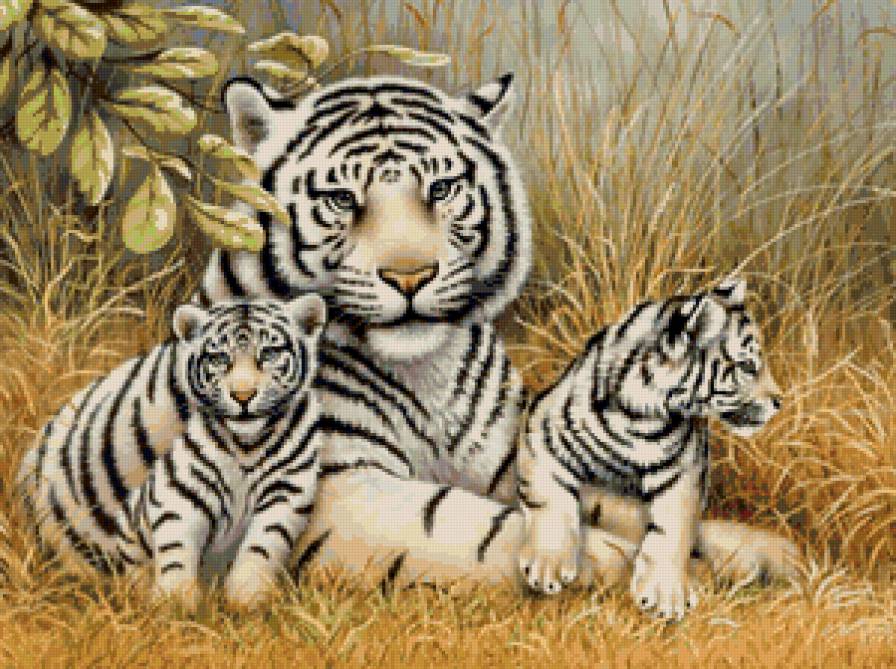 тигры - кошки, тигрята, тигр, животные, хищники - предпросмотр