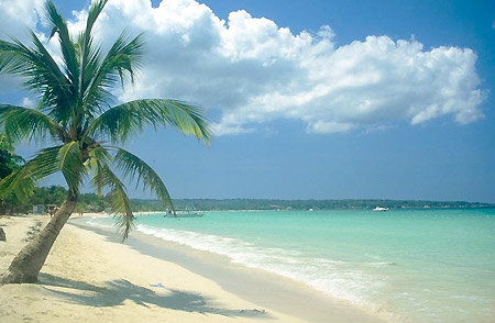 Пальмы - пляж, отдых, курорт, пальмы, солнце, море - оригинал
