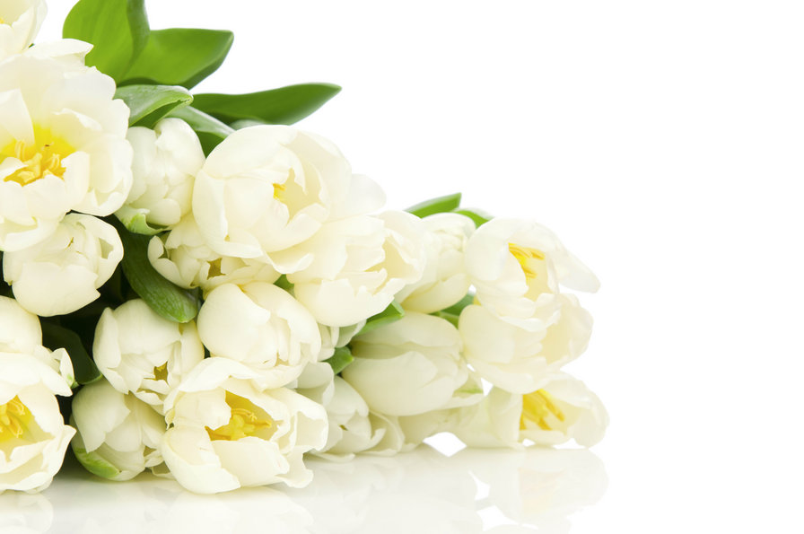 белые тюльпаны - цветы - оригинал