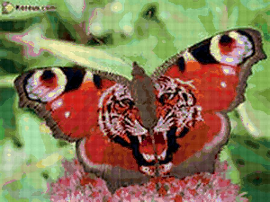 бабочка-хищник - природа, бабочка - предпросмотр