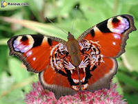 Оригинал схемы вышивки «бабочка-хищник» (№137876)