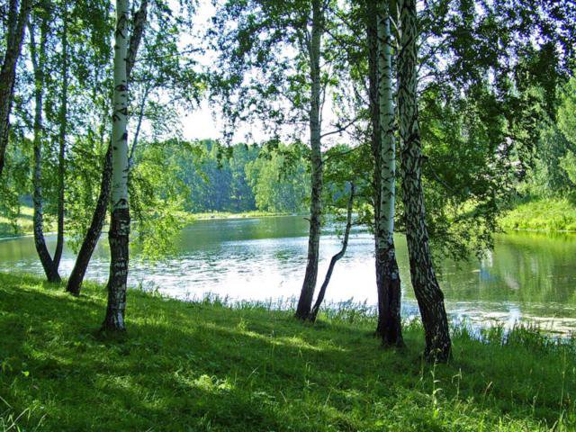 Березы у реки - лето, лес, природа, река, пейзаж - оригинал