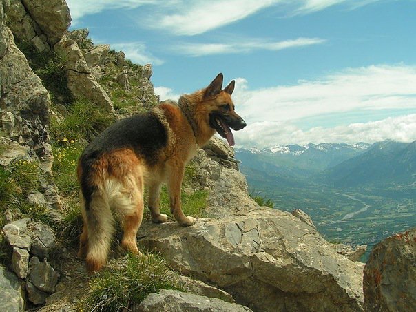 Немецкая овчарка - горы, преданность, друг, верность, собака, долина - оригинал