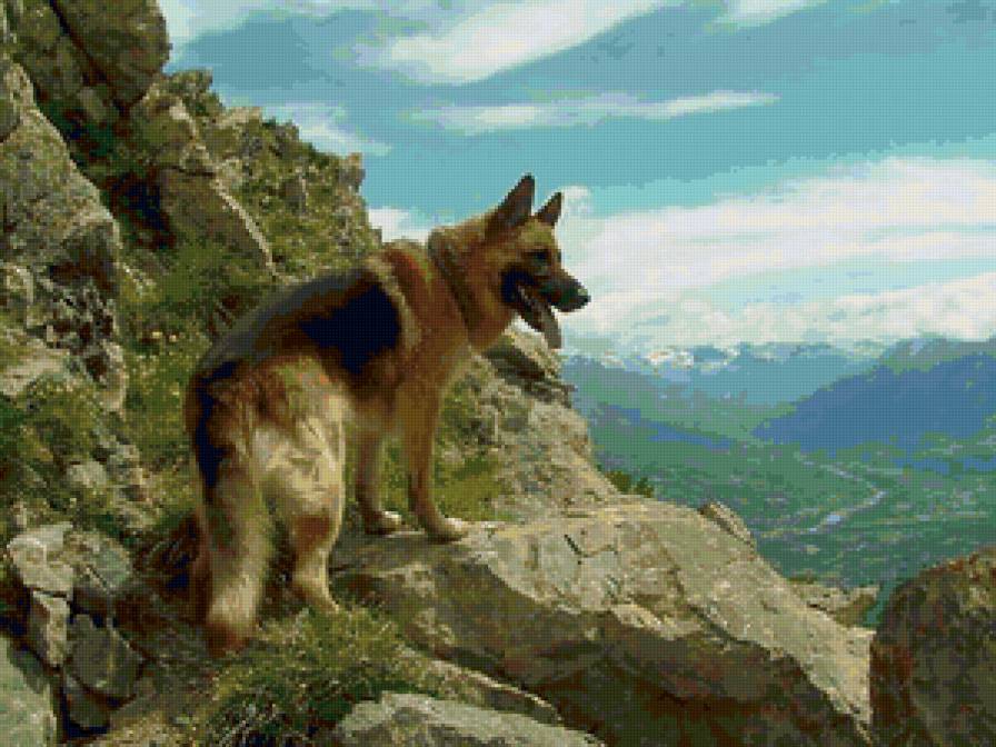 Немецкая овчарка - преданность, друг, собака, горы, долина, верность - предпросмотр