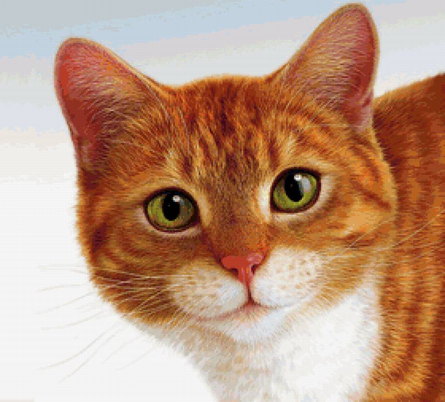 рыжий кот - киса, котик - предпросмотр
