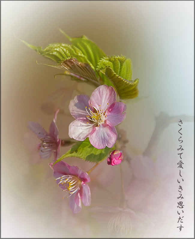 Персиковый цветок - оригинал