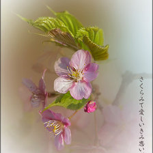 Оригинал схемы вышивки «Персиковый цветок» (№138065)