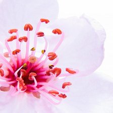 Схема вышивки «Подушка "Цветок сакуры"»