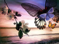 бабочки - природа, бабочки - оригинал