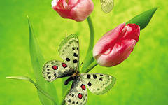 бабочка - тюльпан, цветы, бабочка - оригинал
