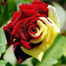 Оригинал схемы вышивки «роза» (№138362)