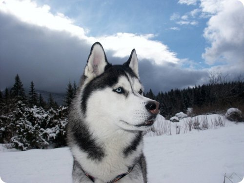 Хаска - хаска, животные, собака, север, природа, снег - оригинал