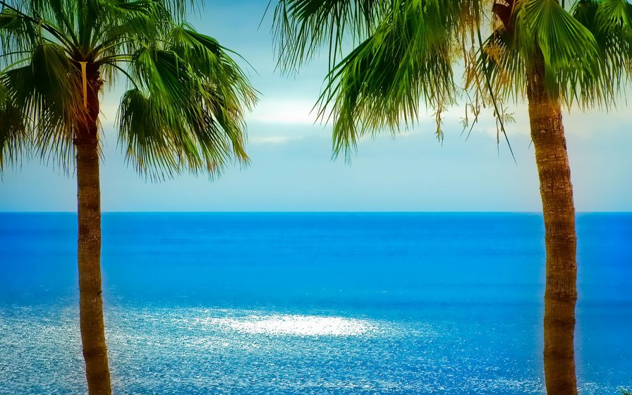 Пальмы - солнце, пальмы, отдых, курорт, пляж, море - оригинал