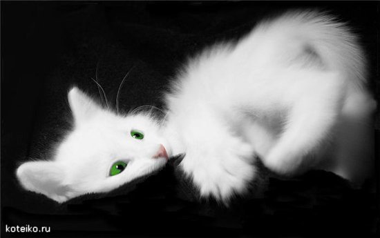 Зеленоглазая котенька - кошки, черно-белое, животные - оригинал