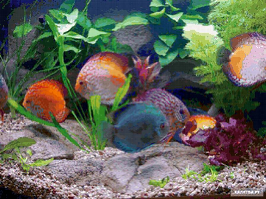 рыбки - аквариум, рыбки - предпросмотр