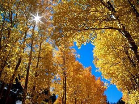 осень золотая2 - осень, деревья, природа - оригинал