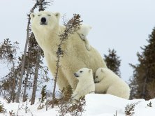 №139049 - природа, медведи, семья, зима - оригинал