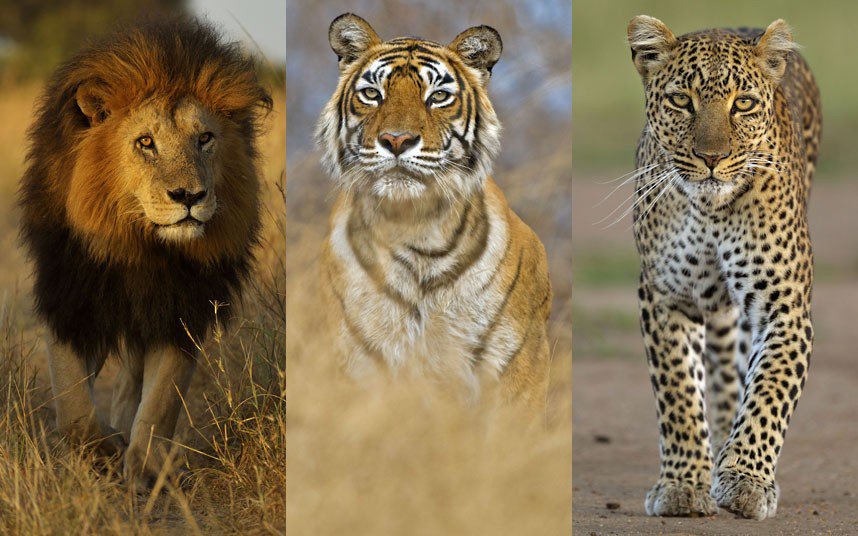 Великолепная тройка - тигр, леопард, пустыня, лев - оригинал