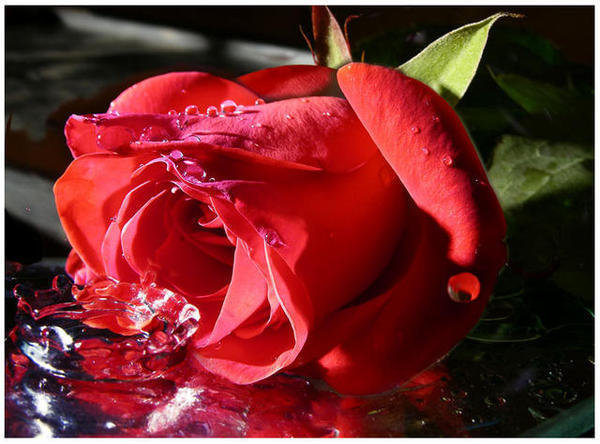 Для тебя цветок любви - роза, цветок - оригинал