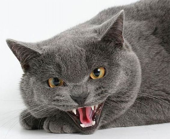 Серый кот - серый, кот - оригинал