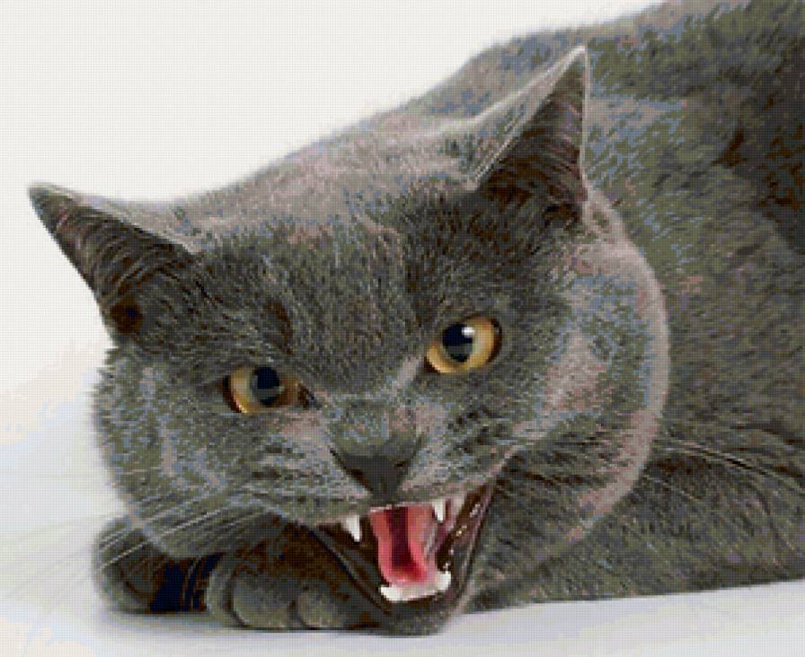 Серый кот - кот, серый - предпросмотр