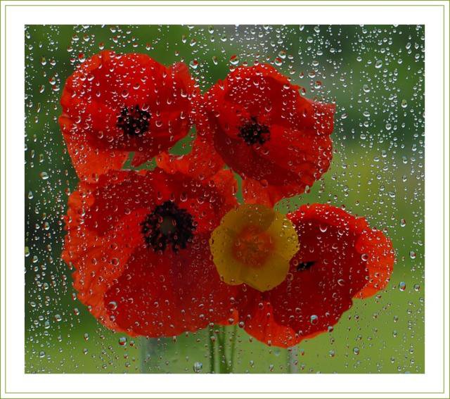 За стеклом - дождь, цветы - оригинал
