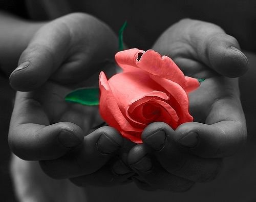 Смысл жизни - роза, цветок - оригинал