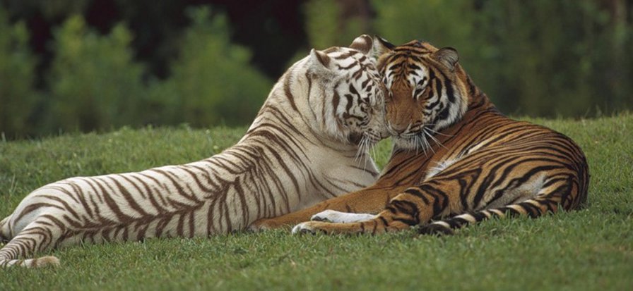 №139589 - белый тигр, тигр - оригинал