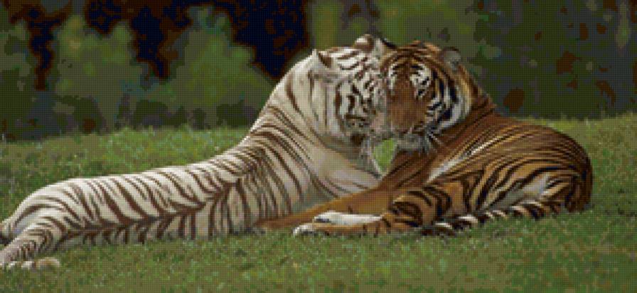 №139589 - белый тигр, тигр - предпросмотр