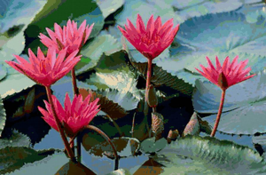 Розовые лотосы - вода, цветы, водяные лилии, кувшинки - предпросмотр