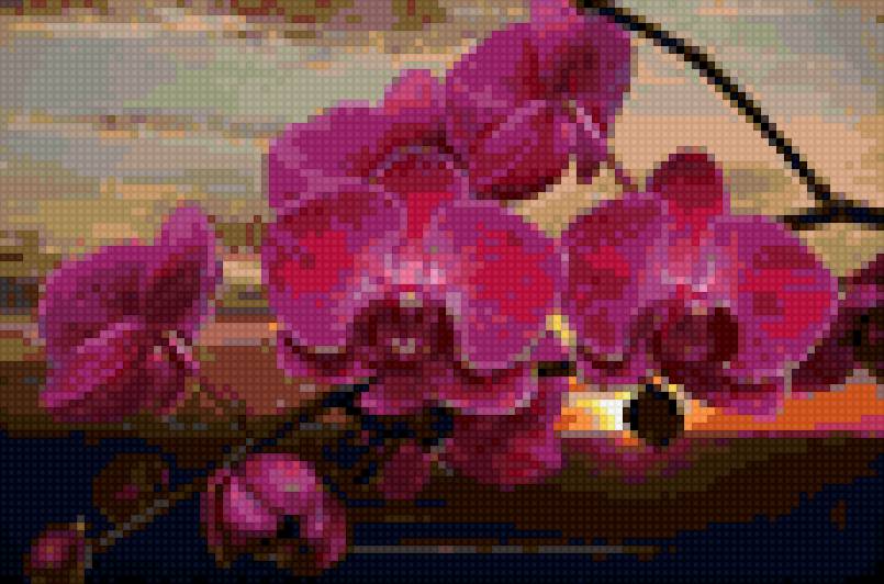 Орхидея на закате - закат, цветы, орхидея - предпросмотр