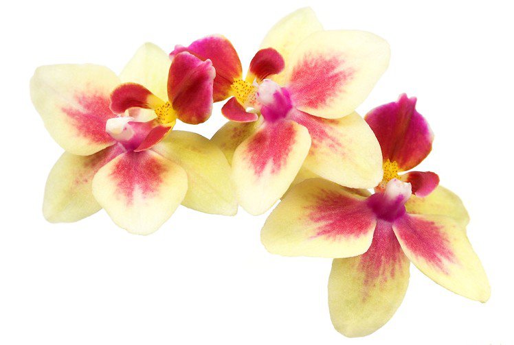 Ветка орхидеи - орхидея, цветы - оригинал