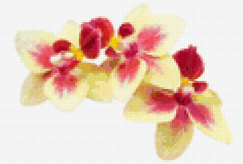 Ветка орхидеи - цветы, орхидея - предпросмотр