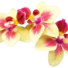 Оригинал схемы вышивки «Ветка орхидеи» (№139933)
