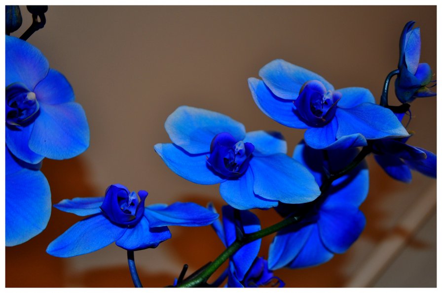синяя орхидея - оригинал