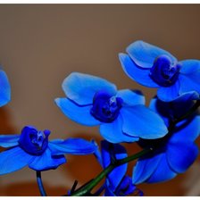 Оригинал схемы вышивки «синяя орхидея» (№140043)