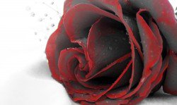 Красная роза - роза - оригинал