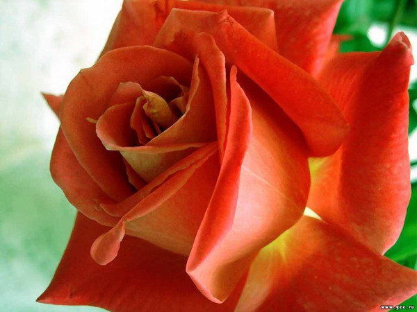 Великолепная роза - розы, картина, красота, цветы - оригинал