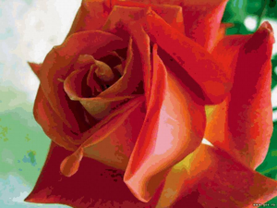 Великолепная роза - картина, розы, красота, цветы - предпросмотр
