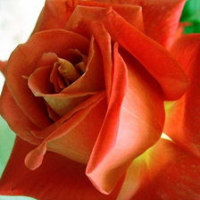 Оригинал схемы вышивки «Великолепная роза» (№140233)