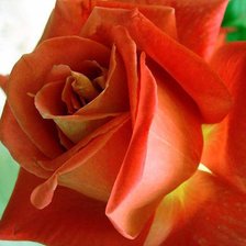 Оригинал схемы вышивки «роза» (№140304)