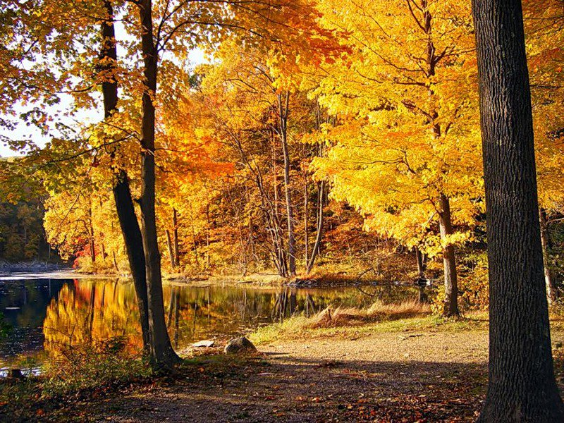 осенний пейзаж - осень, лес, озеро, природа, пейзаж - оригинал