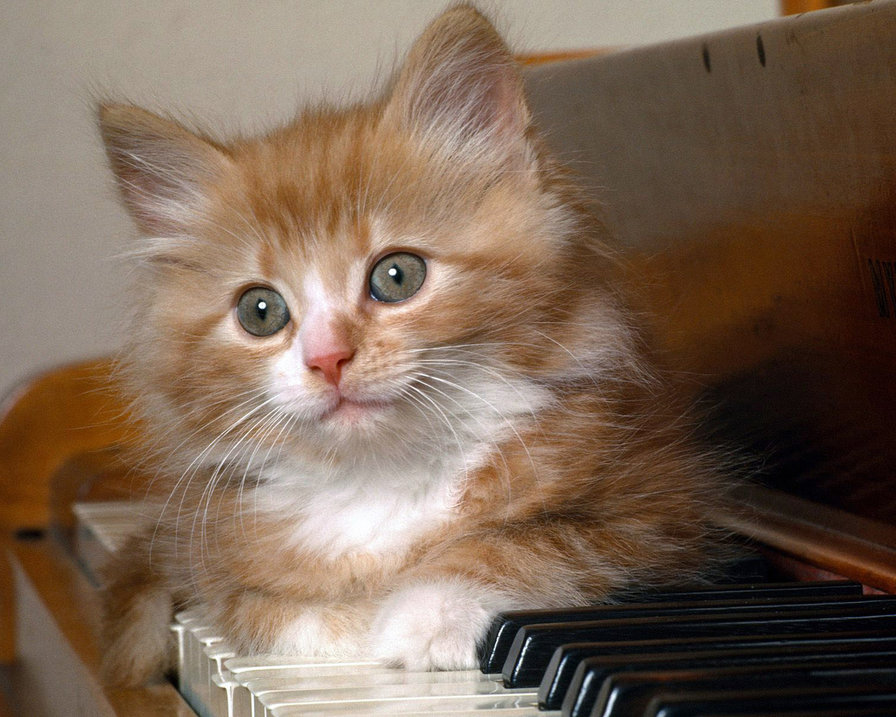 Котенок музыкант - котенок, картина, животные, красота - оригинал