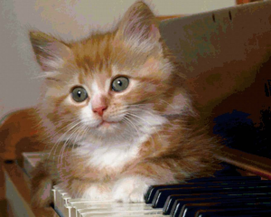 Котенок музыкант - картина, животные, котенок, красота - предпросмотр