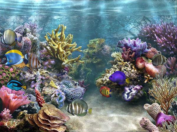 риф - море, рыбки, вода, кораллы, риф - оригинал