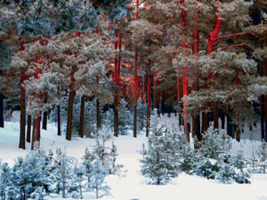 зимнее утро - снег, утро, зима, лес - предпросмотр