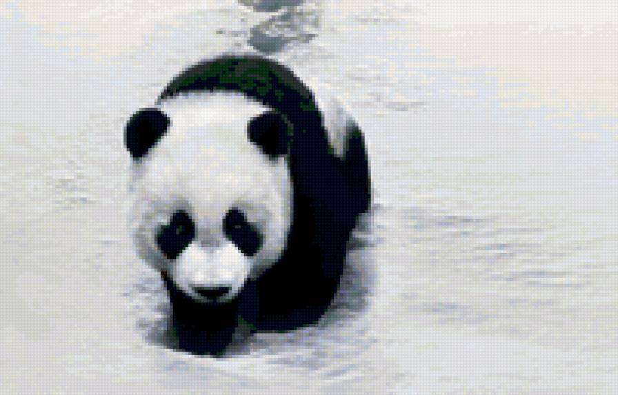 Маленький панда - медведь, животные, зима, панда - предпросмотр