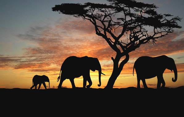 Семейство слонов - слоны, природа, закат, животные, африка - оригинал